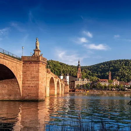 酒店 金色玫瑰酒店 3*